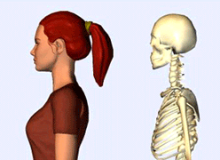 姿勢による頸椎の変化